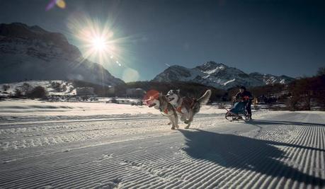 Alaskan Malamute Schlittenhunde aus aller Welt treffen sich am Comer See