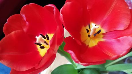 Foto: Rote Tulpen