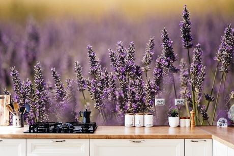 Fototapete Lavendel – Oase der Entspannung