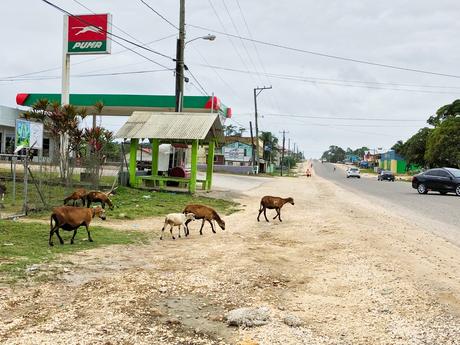 Belmopan – die Hauptstadt von Belize in Mitten von Natur und Dschungel