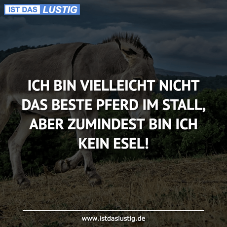 Lustiger BilderSpruch - ICH BIN VIELLEICHT NICHT DAS BESTE PFERD IM...
