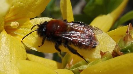 Foto: Biene auf einer Forsythierblüte