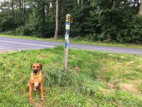 WesterwaldSteig mit Hund – Etappe 6