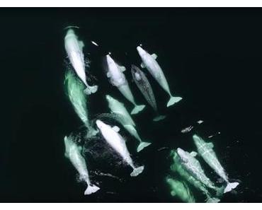 Die herzige Geschichte des Tages: ein Narwal wird von Weißwalen adoptiert