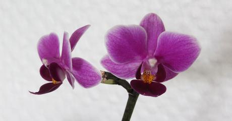 Foto: Phalaenopsis-Orchideenblüten mit Bokeh