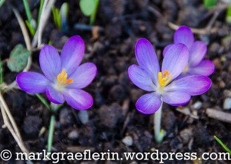 Aus meinem Garten, 16. Februar 2019 – Der Frühling kommt