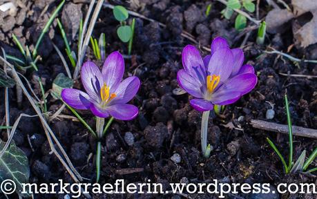 Aus meinem Garten, 16. Februar 2019 – Der Frühling kommt