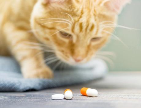 Katzen Tabletten geben