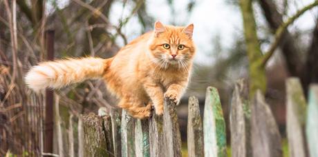 Katzen vertreiben und aus dem Garten fernhalten: 11 effektive Schritte