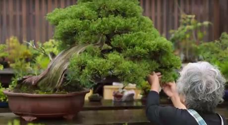 Liebling, ich hab die Bäume geschrumpft – Bonsai und das ewige Ritual