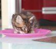 Kitten auf feste Nahrung umstellen
