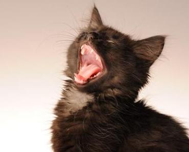 Zahnwechsel bei Katzen – Von den Milchzähnen zum fertigen Gebiss