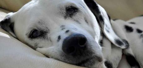 Dalmatiner im Hundebett