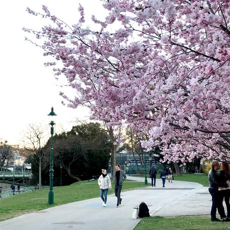 Die besten Kirschblüten Foto Locations in Wien