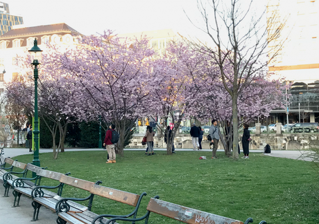 Die besten Kirschblüten Foto Locations in Wien