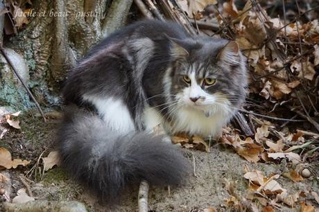 Portrait von Hund und Katz