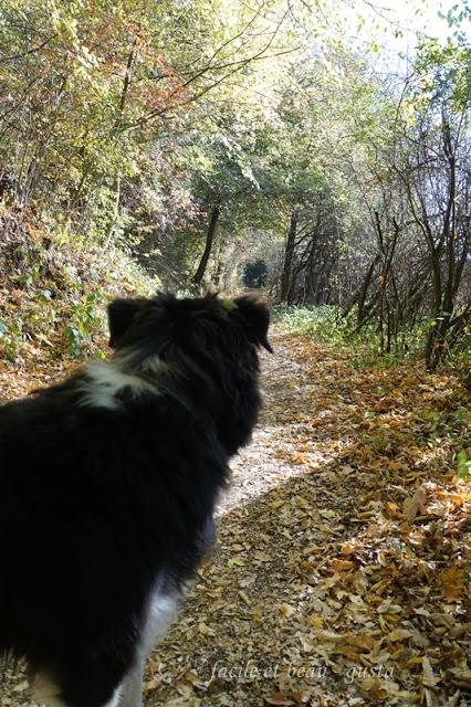 Portrait von Hund und Katz