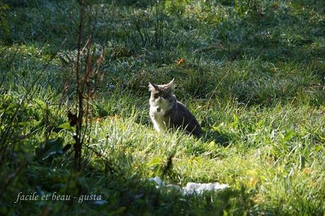 Portrait von Hund und Katz