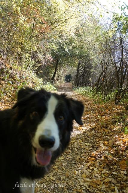 Portrait von Hund und Katz