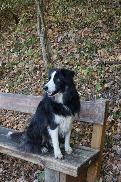 Portrait von Hund und Katz