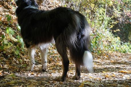 Portrait von Hund und Katz