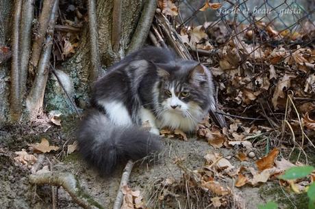 Portrait von Hund und Katz