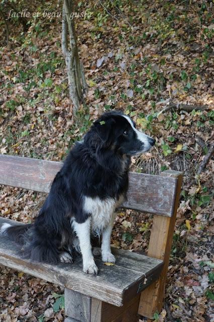 Portrait von Hund und Katz