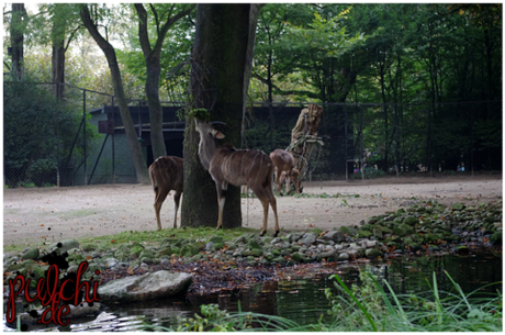 #0882 [On Tour] Hagenbecks Tierpark 2016