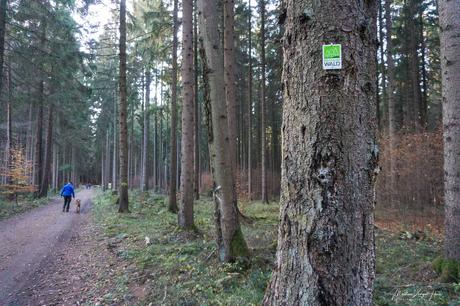 Rundwanderweg Multitalent Wald – kurz und schmerzlos