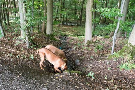 WesterwaldSteig mit Hund – Etappe 7