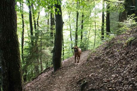 WesterwaldSteig mit Hund – Etappe 7
