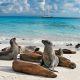 Galapagos: Ein Leben jenseits der Zeit – „25 Aschehaufen“ bilden eine Arche Noah im Pazifik