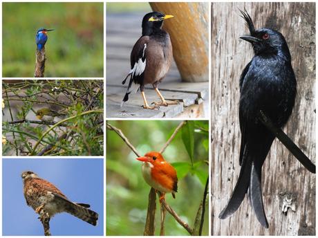 Verschiedene Vogelarten in Madagaskar