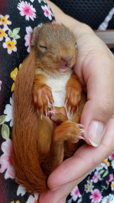 Eichhörnchen Kobel nähen für mutterlose Eichhörnchen Babys