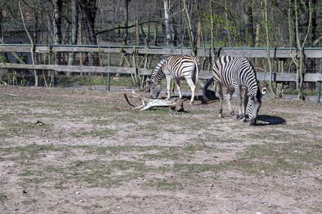 [Mein Leben & ich] Zoo-Besuch in Neunkirchen