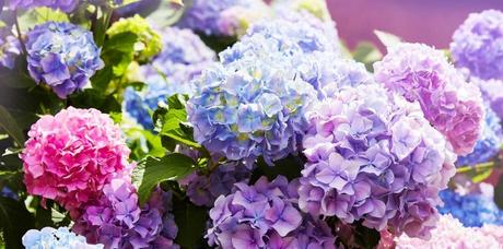 Hortensien richtig pflanzen, pflegen und vermehren führt zu wunderschönen farbigen Blüten