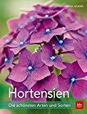 Alles zu Hortensien – Richtig Pflanzen & Pflegen mit unserem Ratgeber