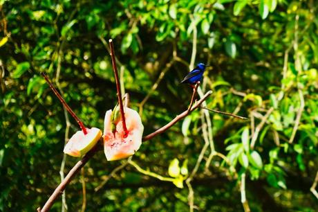 Die Costa Rica Jungle Adventure Tour: Arenal Nationalpark, Arenal Observatory, Rio Arenal