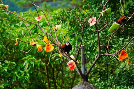 Die Costa Rica Jungle Adventure Tour: Arenal Nationalpark, Arenal Observatory, Rio Arenal