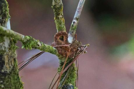 Die Costa Rica Jungle Adventure Tour: Arenal Nationalpark, Arenal Observatory, Rio Arenal