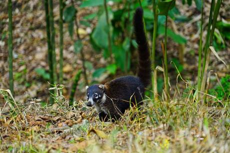 Die Costa Rica Jungle Adventure Tour: Arenal Nationalpark, Arenal Observatory, Rio Arenal