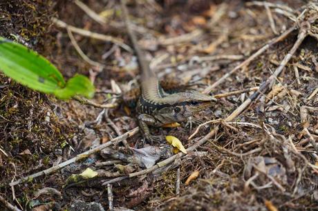 Die Costa Rica Jungle Adventure Tour: Arenal Nationalpark, Arenal Observatory, Rio Arenal