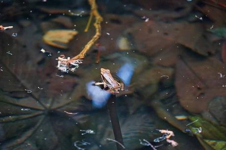 Die Costa Rica Jungle Adventure Tour: Arenal Nationalpark, Arenal Observatory, Rio Arenal