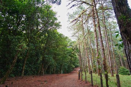 Die Costa Rica Jungle Adventure Tour: Arenal Nationalpark, Arenal Observatory, Rio Arenal