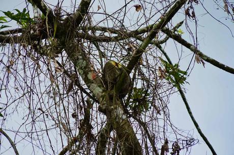 Die Costa Rica Jungle Adventure Tour: Arenal Nationalpark, Arenal Observatory, Rio Arenal