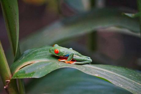 Die Costa Rica Jungle Adventure Tour: Arenal Nationalpark, Arenal Observatory, Rio Arenal