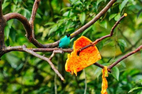 Die Costa Rica Jungle Adventure Tour: Arenal Nationalpark, Arenal Observatory, Rio Arenal