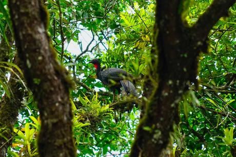 Die Costa Rica Jungle Adventure Tour: Arenal Nationalpark, Arenal Observatory, Rio Arenal