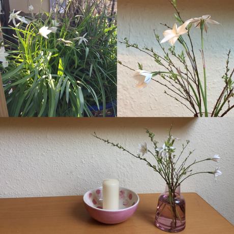 Friday-Flowerday – oder – Vom Balkon auf den Tisch