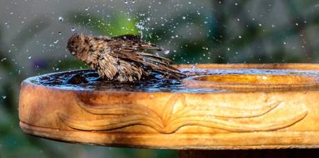 Vogel badet in einer Vogeltränke
